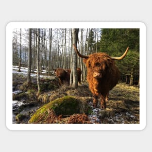 Scottish Highland Cattle Cows 2295 Sticker